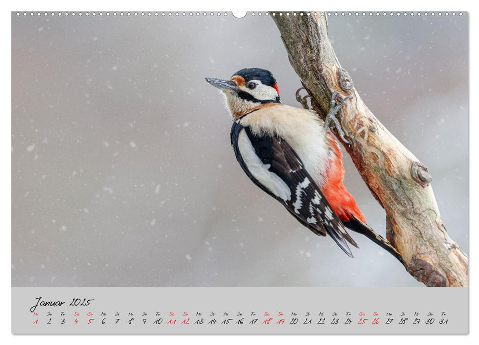 Bunte Vögel am Futterplatz (CALVENDO Premium Wandkalender 2025)