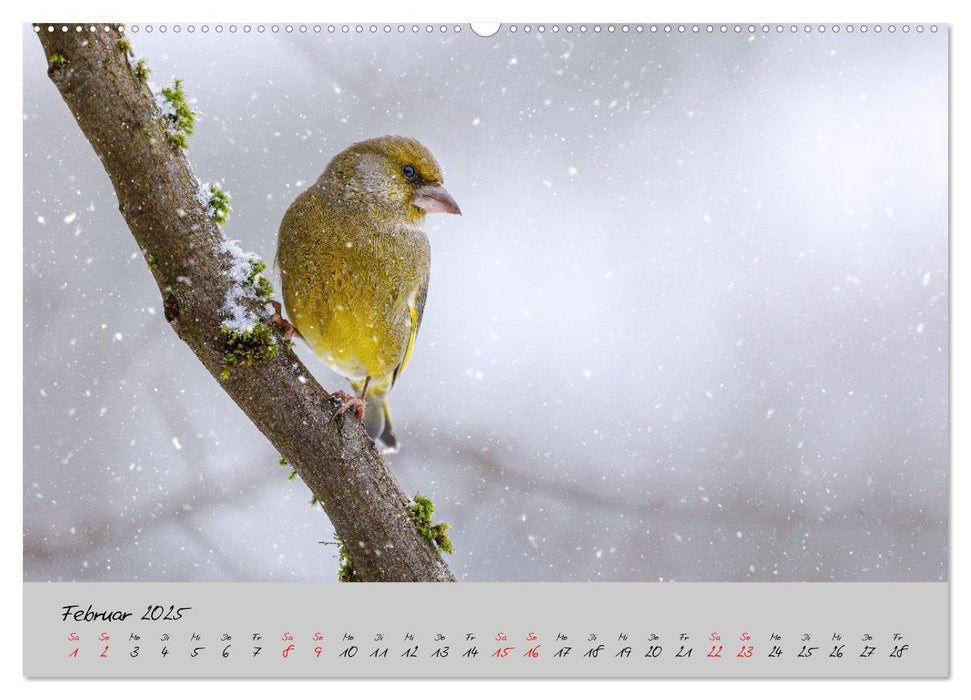 Bunte Vögel am Futterplatz (CALVENDO Premium Wandkalender 2025)