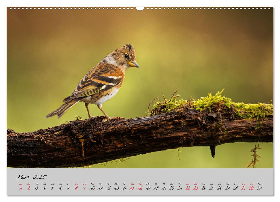 Bunte Vögel am Futterplatz (CALVENDO Premium Wandkalender 2025)