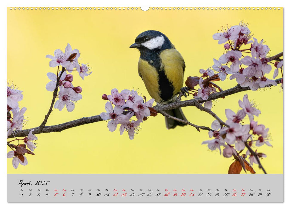 Bunte Vögel am Futterplatz (CALVENDO Premium Wandkalender 2025)