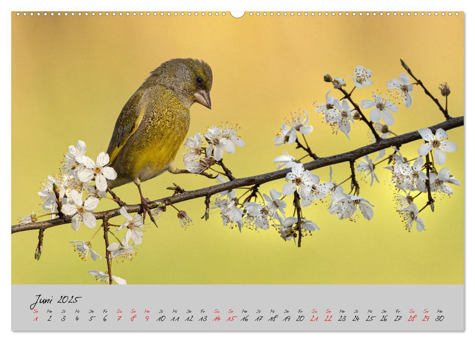 Bunte Vögel am Futterplatz (CALVENDO Premium Wandkalender 2025)