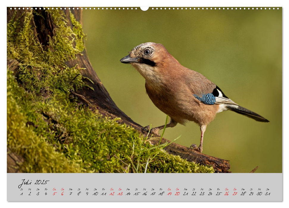 Bunte Vögel am Futterplatz (CALVENDO Premium Wandkalender 2025)