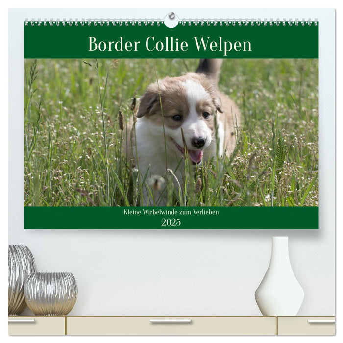 Border Collie Welpen - Kleine Wirbelwinde zum Verlieben (CALVENDO Premium Wandkalender 2025)