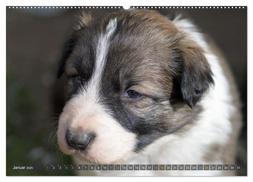 Border Collie Welpen - Kleine Wirbelwinde zum Verlieben (CALVENDO Premium Wandkalender 2025)