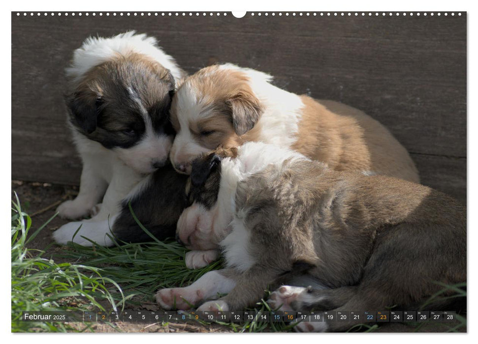 Border Collie Welpen - Kleine Wirbelwinde zum Verlieben (CALVENDO Premium Wandkalender 2025)