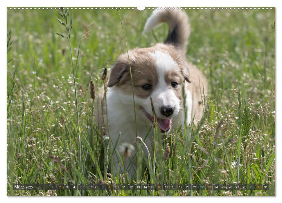 Border Collie Welpen - Kleine Wirbelwinde zum Verlieben (CALVENDO Premium Wandkalender 2025)