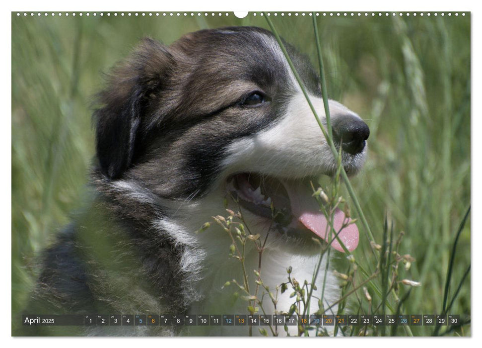 Border Collie Welpen - Kleine Wirbelwinde zum Verlieben (CALVENDO Premium Wandkalender 2025)