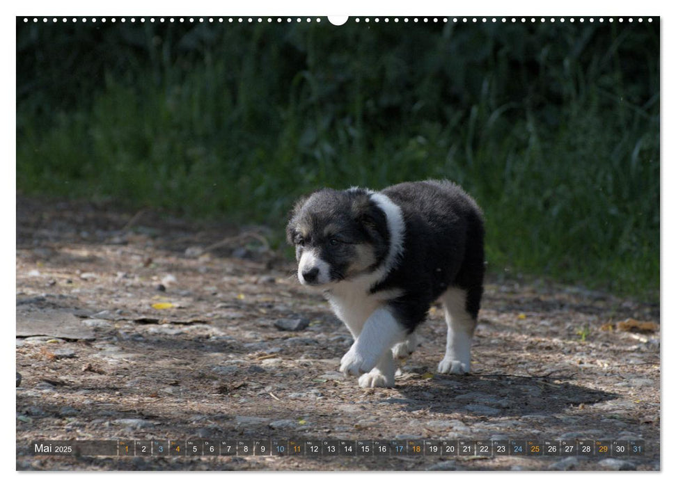 Border Collie Welpen - Kleine Wirbelwinde zum Verlieben (CALVENDO Premium Wandkalender 2025)