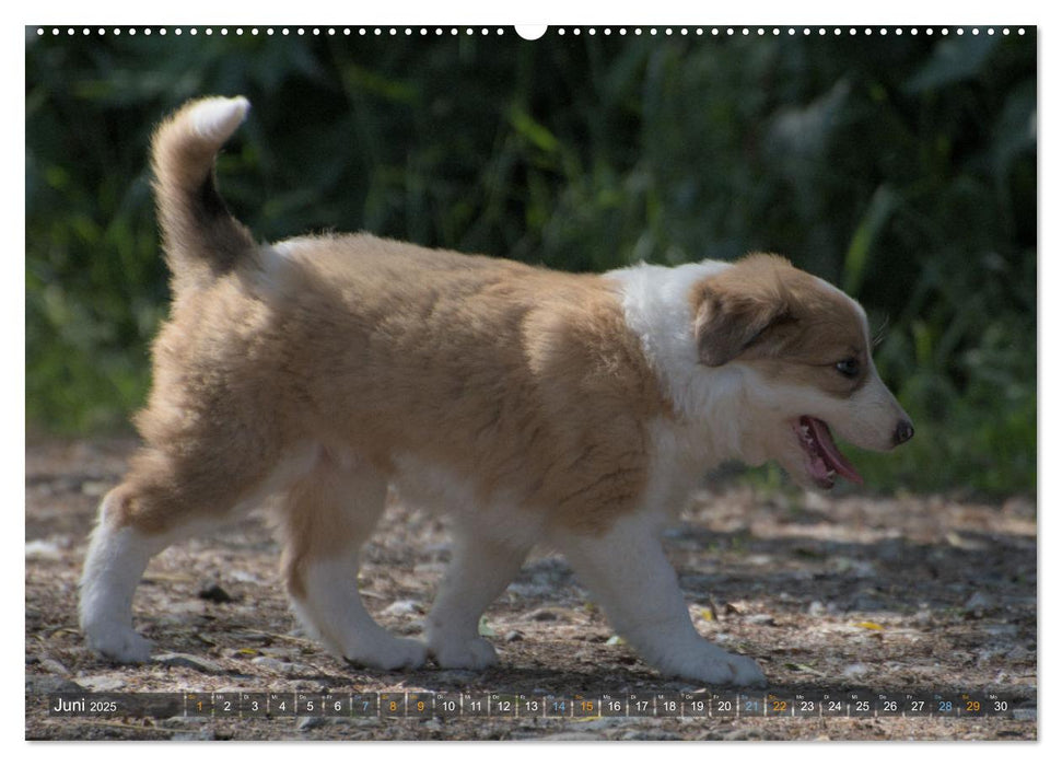 Border Collie Welpen - Kleine Wirbelwinde zum Verlieben (CALVENDO Premium Wandkalender 2025)