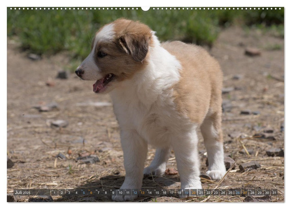 Border Collie Welpen - Kleine Wirbelwinde zum Verlieben (CALVENDO Premium Wandkalender 2025)