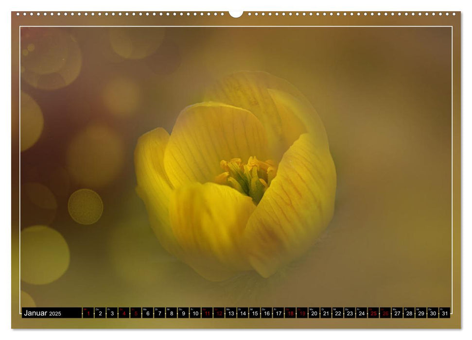 Prachtvolle Blütenporträts (CALVENDO Premium Wandkalender 2025)
