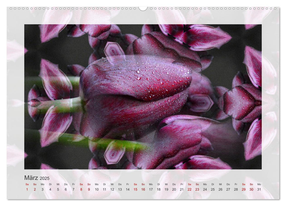 Tulpenphantasie (CALVENDO Premium Wandkalender 2025)