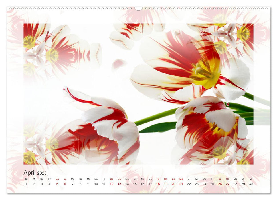 Tulpenphantasie (CALVENDO Premium Wandkalender 2025)