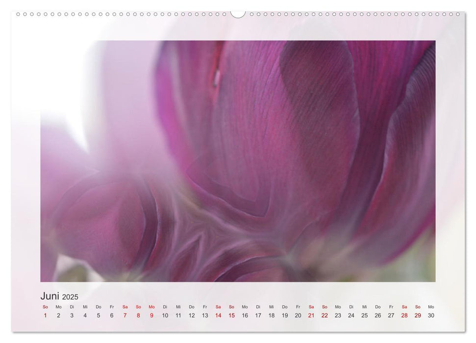 Tulpenphantasie (CALVENDO Premium Wandkalender 2025)