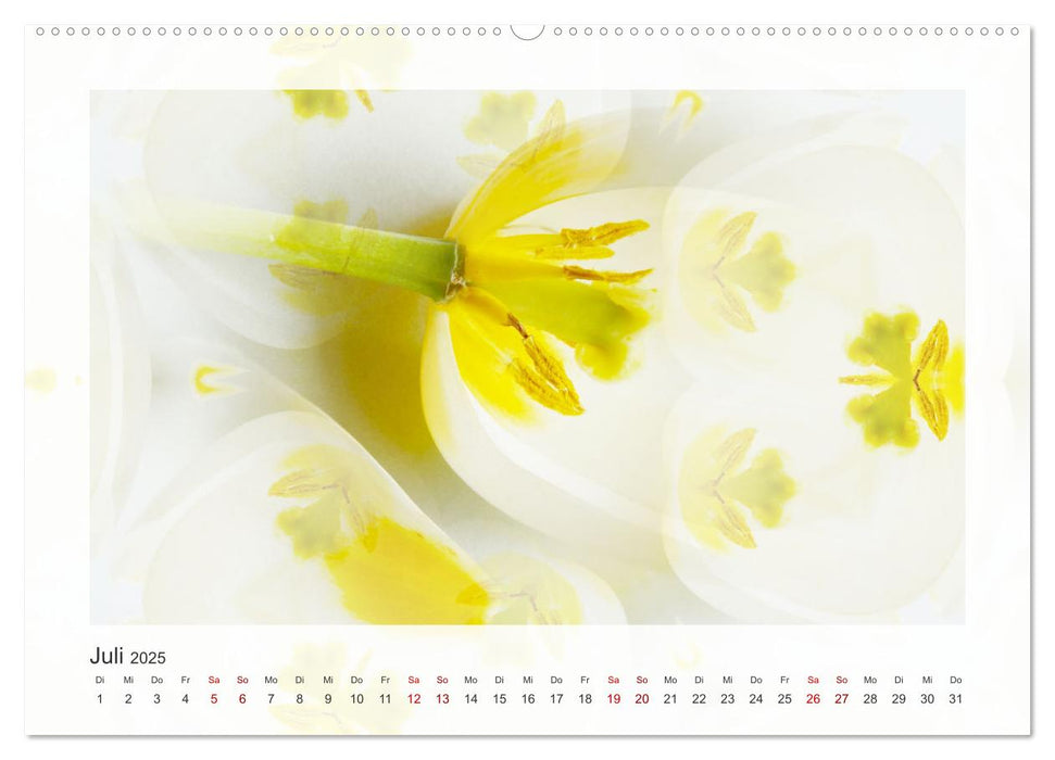 Tulpenphantasie (CALVENDO Premium Wandkalender 2025)