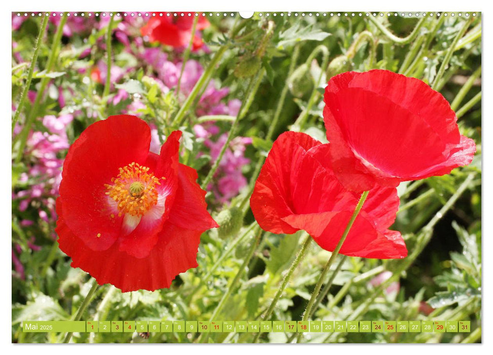 Liebenswerte Blüten (CALVENDO Premium Wandkalender 2025)