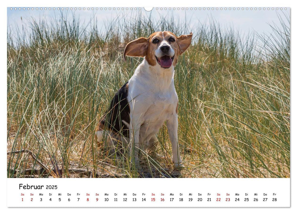 Strandurlaub mit Hund (CALVENDO Premium Wandkalender 2025)