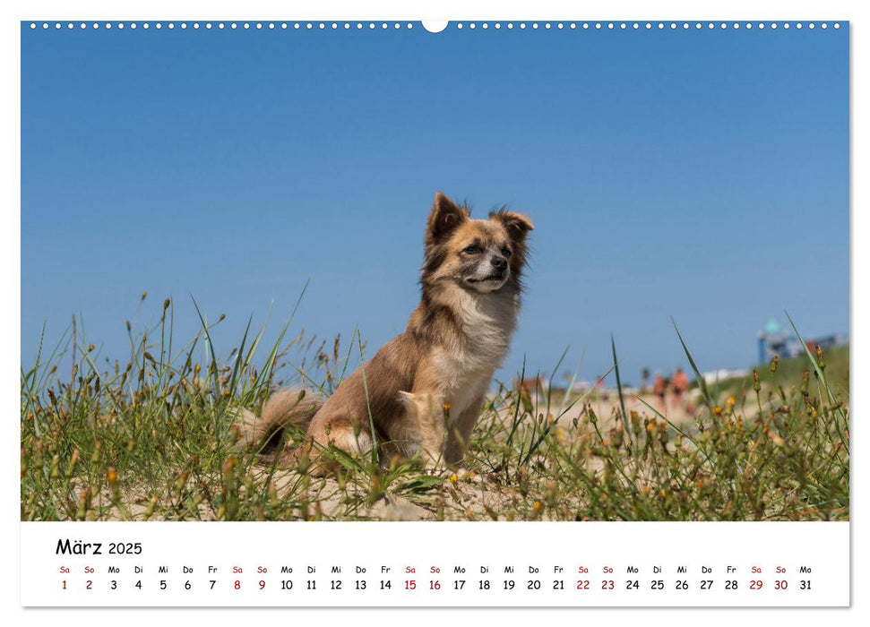 Strandurlaub mit Hund (CALVENDO Premium Wandkalender 2025)