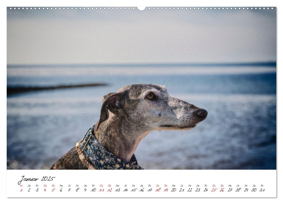 Hunde an der Nordsee (CALVENDO Premium Wandkalender 2025)