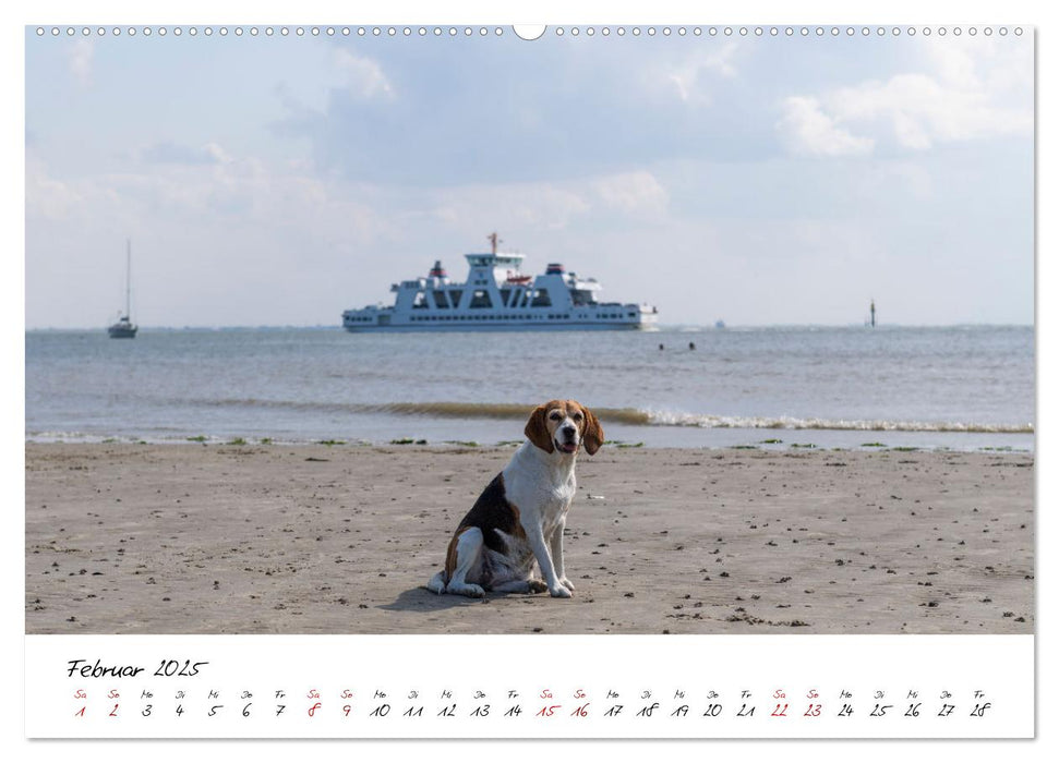 Hunde an der Nordsee (CALVENDO Premium Wandkalender 2025)