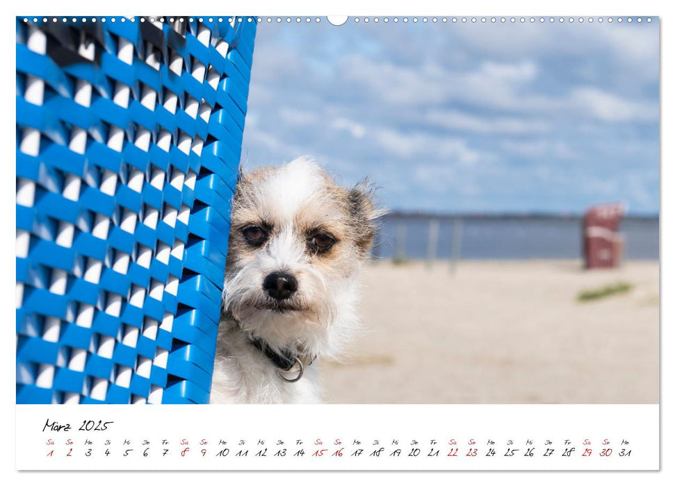 Hunde an der Nordsee (CALVENDO Premium Wandkalender 2025)