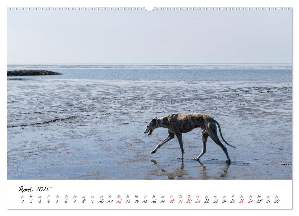 Hunde an der Nordsee (CALVENDO Premium Wandkalender 2025)