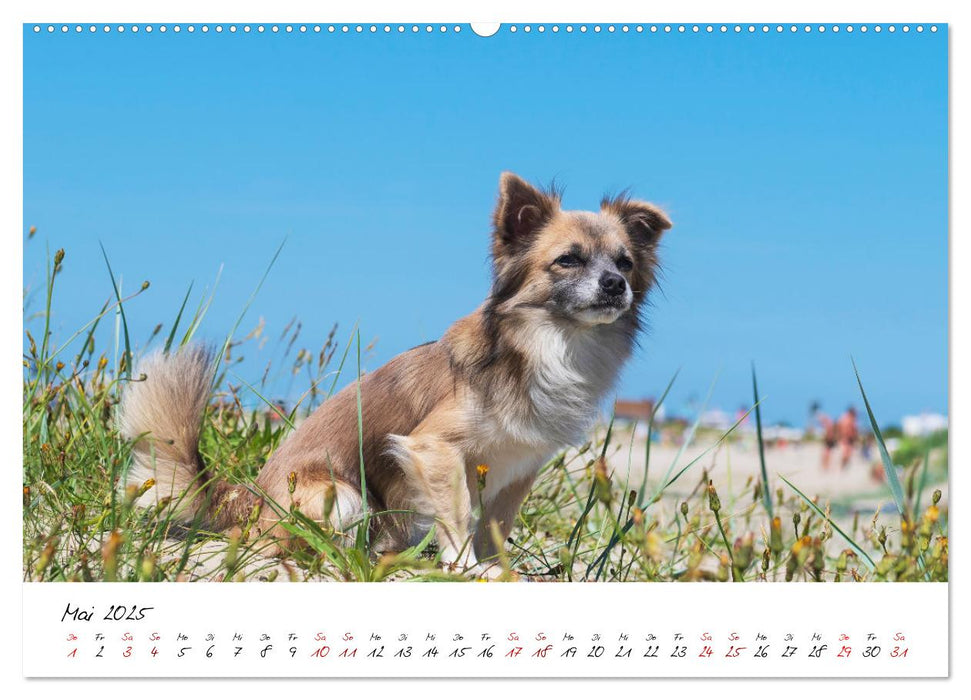 Hunde an der Nordsee (CALVENDO Premium Wandkalender 2025)