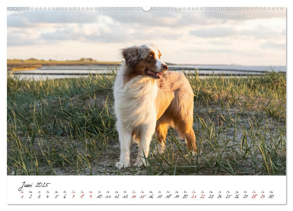 Hunde an der Nordsee (CALVENDO Premium Wandkalender 2025)