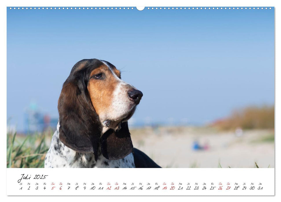 Hunde an der Nordsee (CALVENDO Premium Wandkalender 2025)