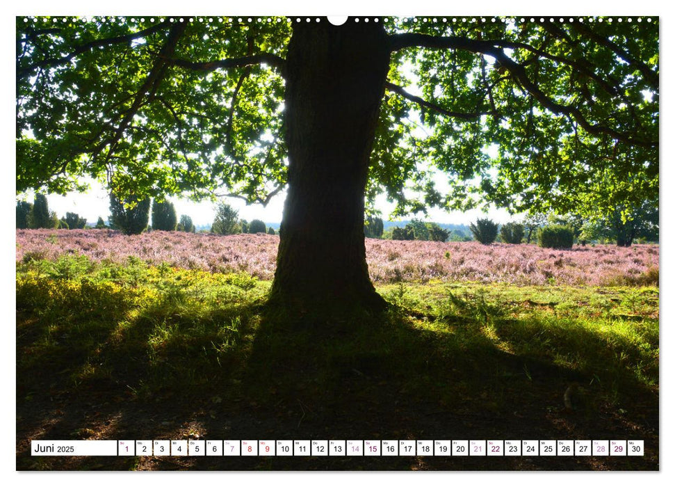 Heidelandschaft im Farbenspiel der Natur (CALVENDO Premium Wandkalender 2025)