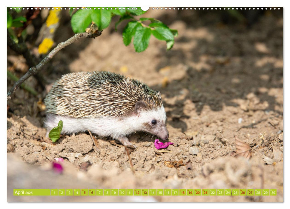 Atelerix - Afrikanische Weißbauchigel (CALVENDO Premium Wandkalender 2025)