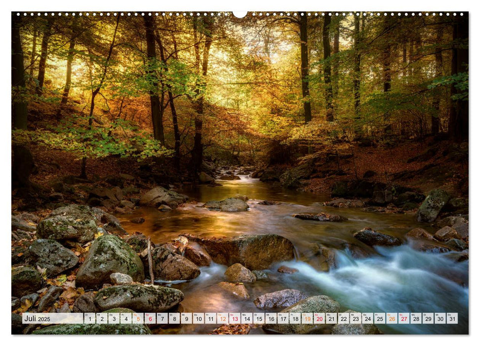 Wald - mystische Spaziergänge (CALVENDO Premium Wandkalender 2025)