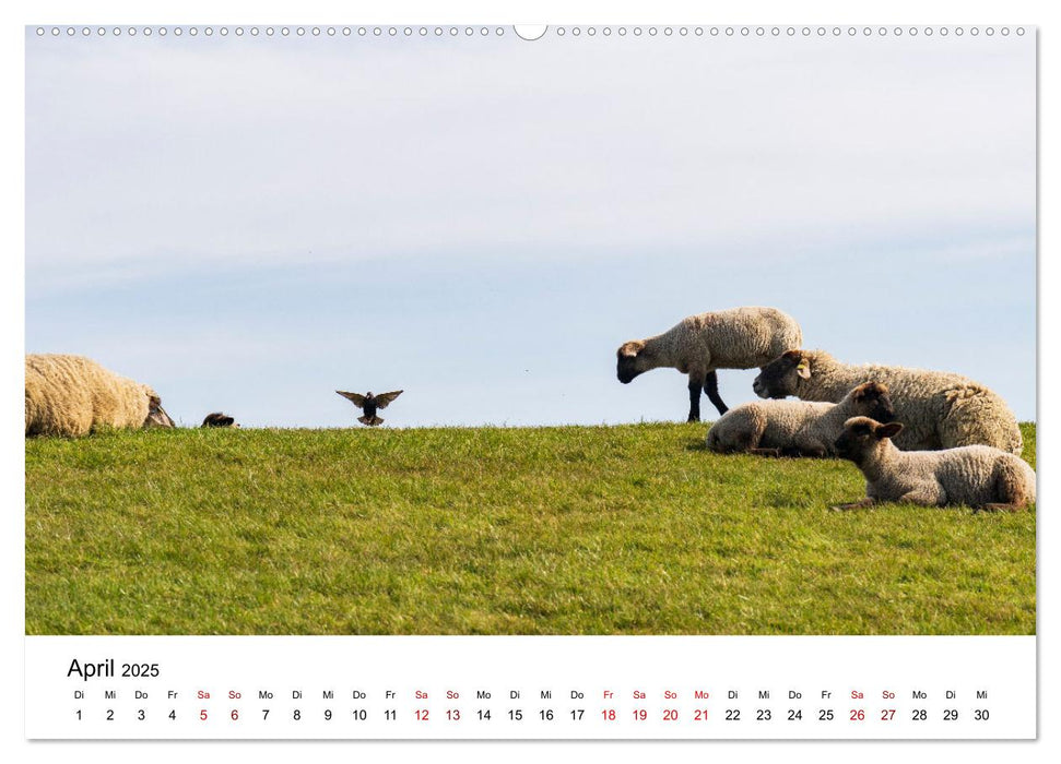 Ostfriesland - Ein Jahr in Bildern (CALVENDO Premium Wandkalender 2025)