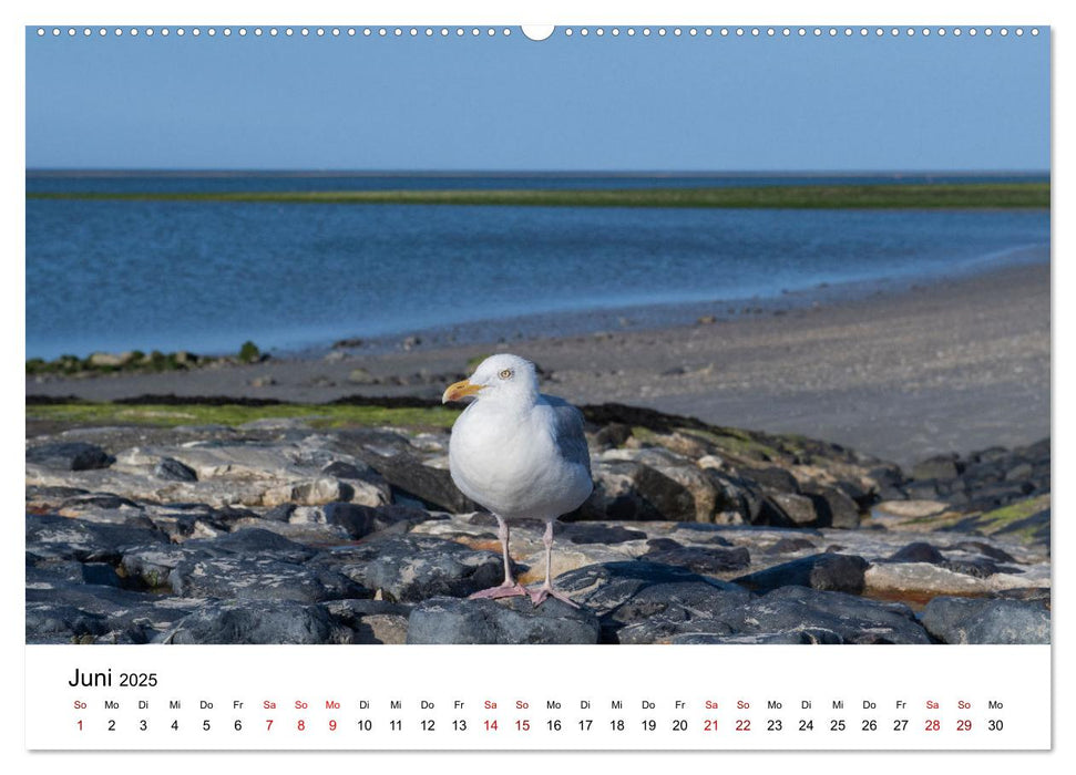 Ostfriesland - Ein Jahr in Bildern (CALVENDO Premium Wandkalender 2025)