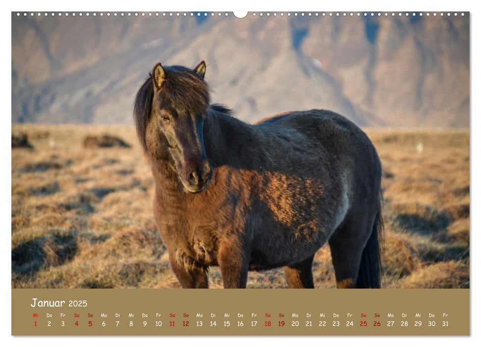 Das Islandpferd (CALVENDO Premium Wandkalender 2025)