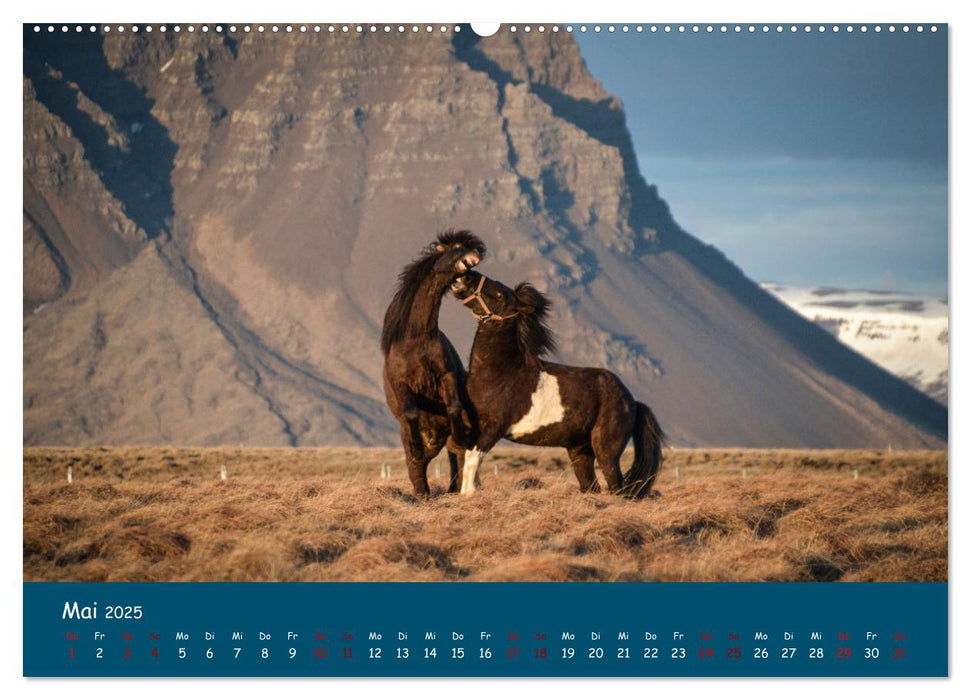 Das Islandpferd (CALVENDO Premium Wandkalender 2025)