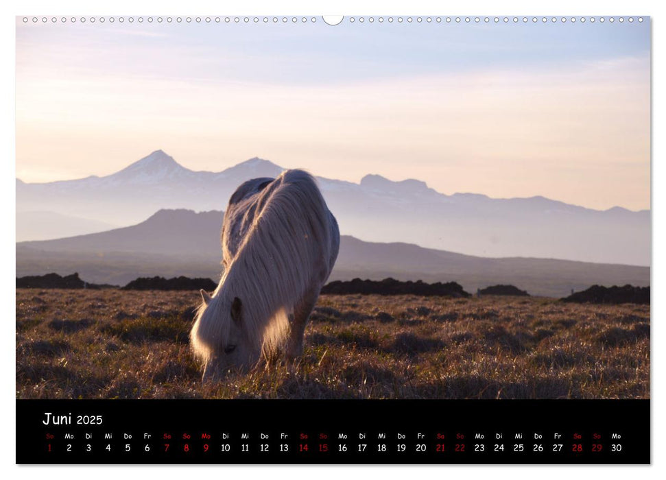 Das Islandpferd (CALVENDO Premium Wandkalender 2025)