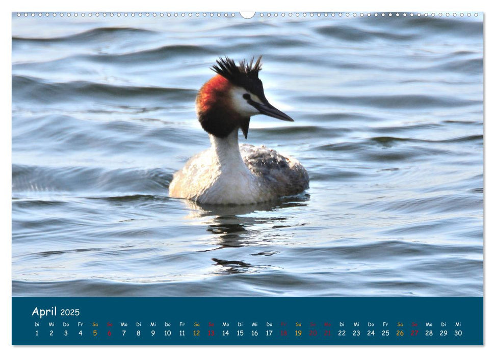 Naturschutzgebiet Wümme (CALVENDO Wandkalender 2025)