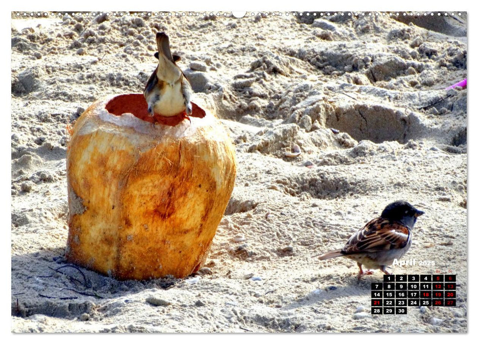 COCO CUBA - Die Insel der Kokosnüsse (CALVENDO Premium Wandkalender 2025)