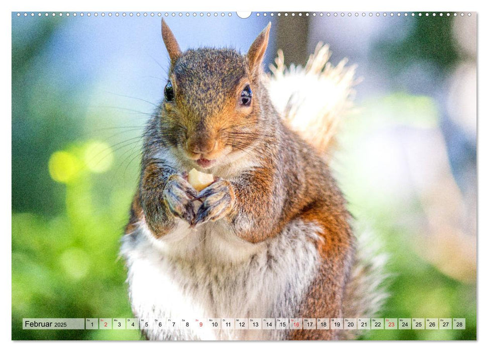 Grauhörnchen-Die nordamerikanischen Eichhörnchen (CALVENDO Premium Wandkalender 2025)