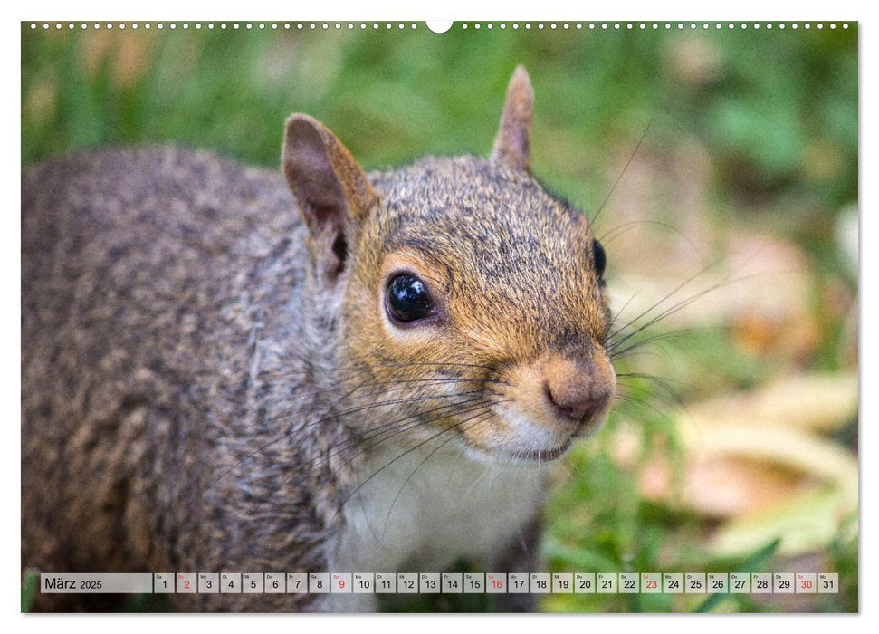 Grauhörnchen-Die nordamerikanischen Eichhörnchen (CALVENDO Premium Wandkalender 2025)