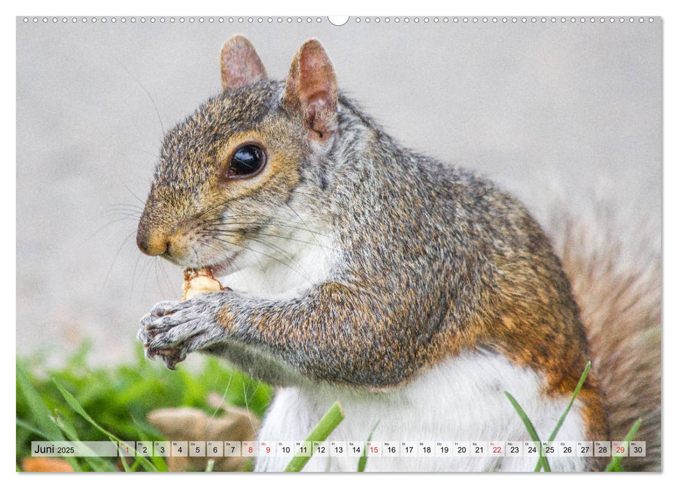 Grauhörnchen-Die nordamerikanischen Eichhörnchen (CALVENDO Premium Wandkalender 2025)