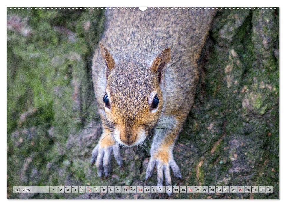 Grauhörnchen-Die nordamerikanischen Eichhörnchen (CALVENDO Premium Wandkalender 2025)