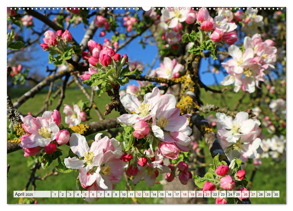 Hegau-Landschaften (CALVENDO Premium Wandkalender 2025)