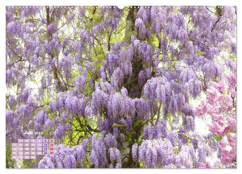 Es blüht im Frühling (CALVENDO Premium Wandkalender 2025)