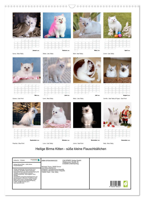 Heilige Birma Kitten - süße kleine Flauschbällchen (CALVENDO Wandkalender 2025)