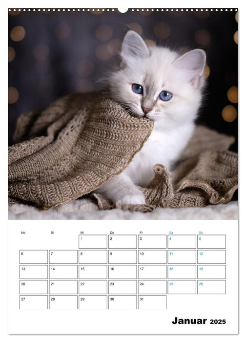 Heilige Birma Kitten - süße kleine Flauschbällchen (CALVENDO Wandkalender 2025)