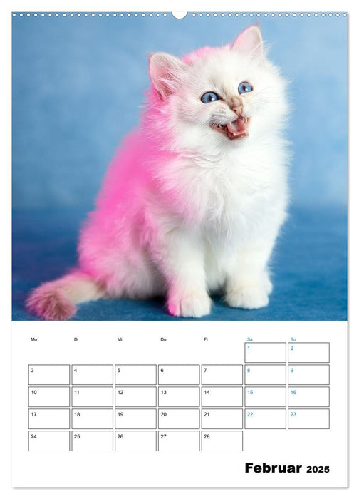 Heilige Birma Kitten - süße kleine Flauschbällchen (CALVENDO Wandkalender 2025)