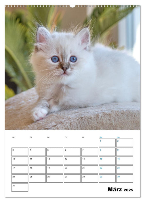 Heilige Birma Kitten - süße kleine Flauschbällchen (CALVENDO Wandkalender 2025)