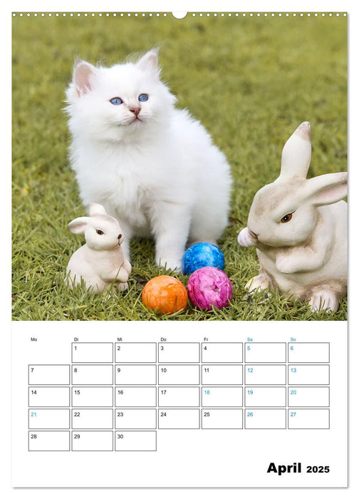 Heilige Birma Kitten - süße kleine Flauschbällchen (CALVENDO Wandkalender 2025)